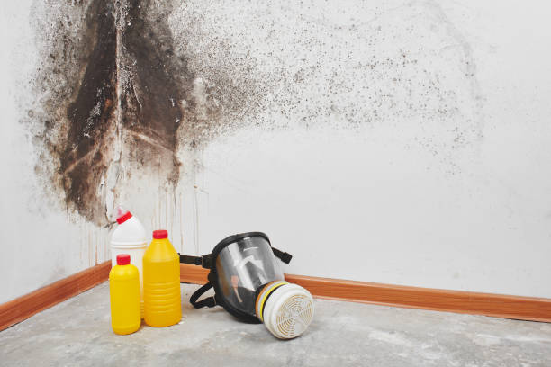 Best Commercial Mold Removal  in De Motte, IN