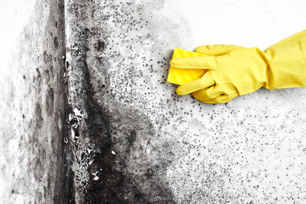 Best Mold Remediation Experts  in De Motte, IN