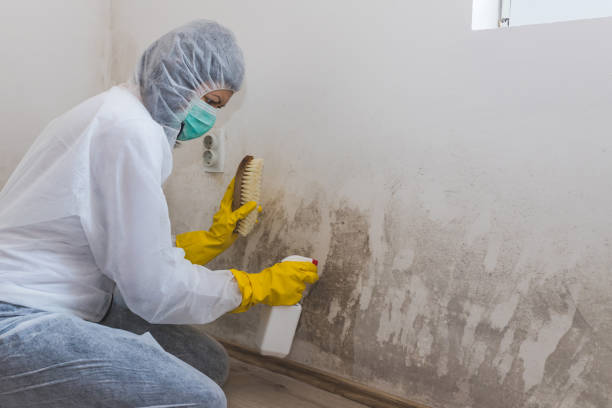 Best Professional Mold Removal  in De Motte, IN