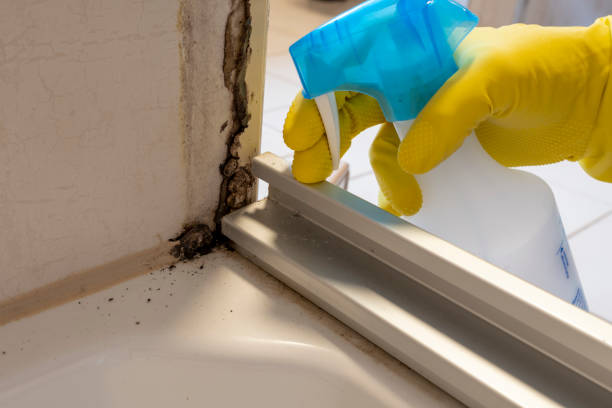 Best Mold Remediation  in De Motte, IN