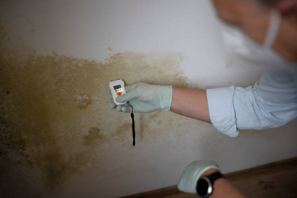 Best Mold Cleaning Services  in De Motte, IN
