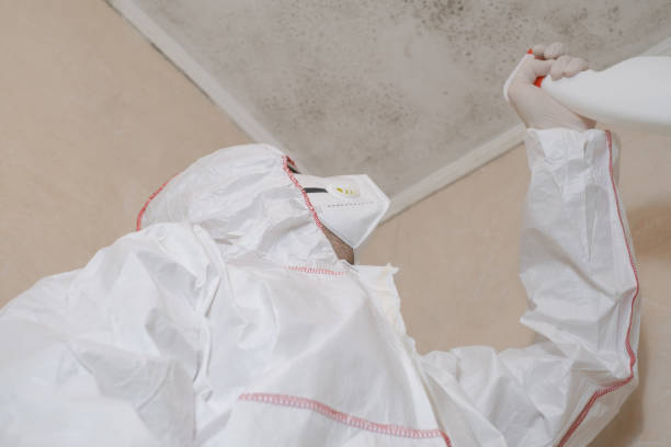 Best Black Mold Removal  in De Motte, IN