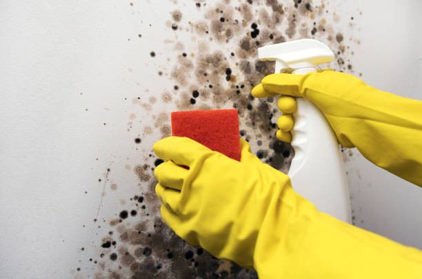 Best Crawl Space Mold Removal  in De Motte, IN