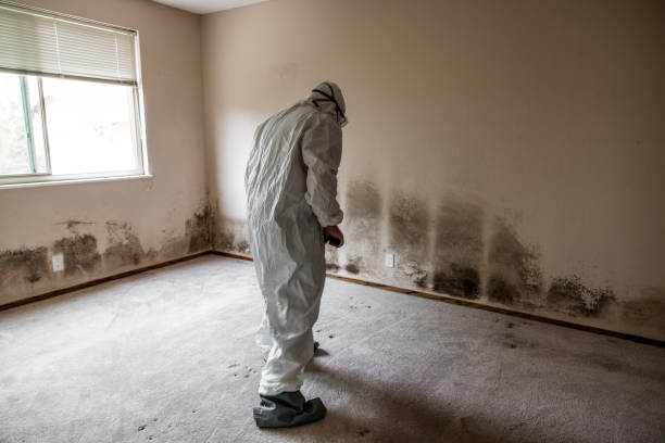 Best Same-Day Mold Removal  in De Motte, IN